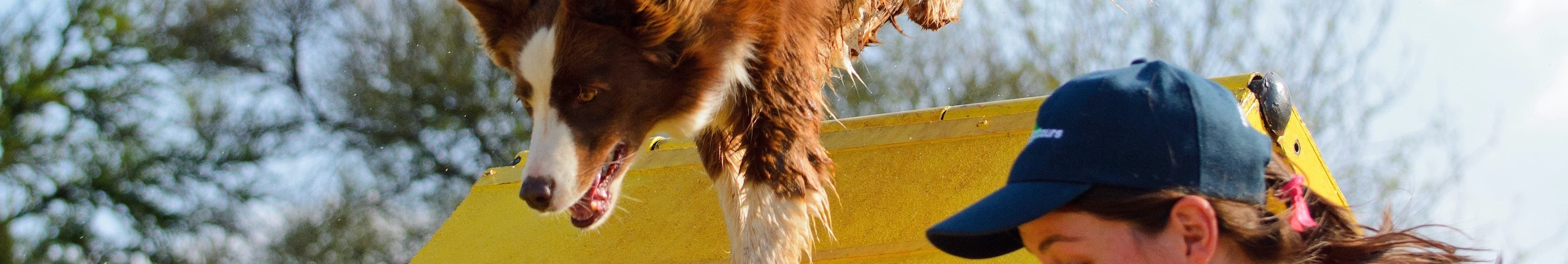 Border Collie going over 