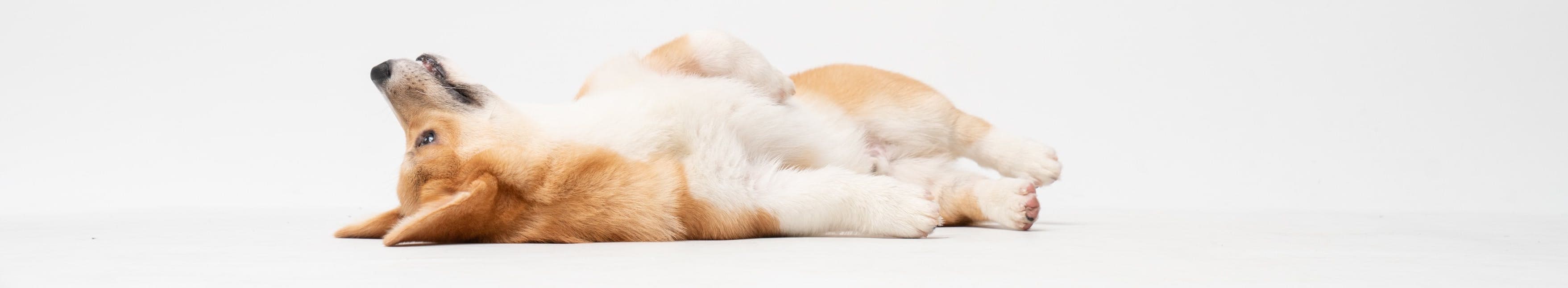Fatty Corgi